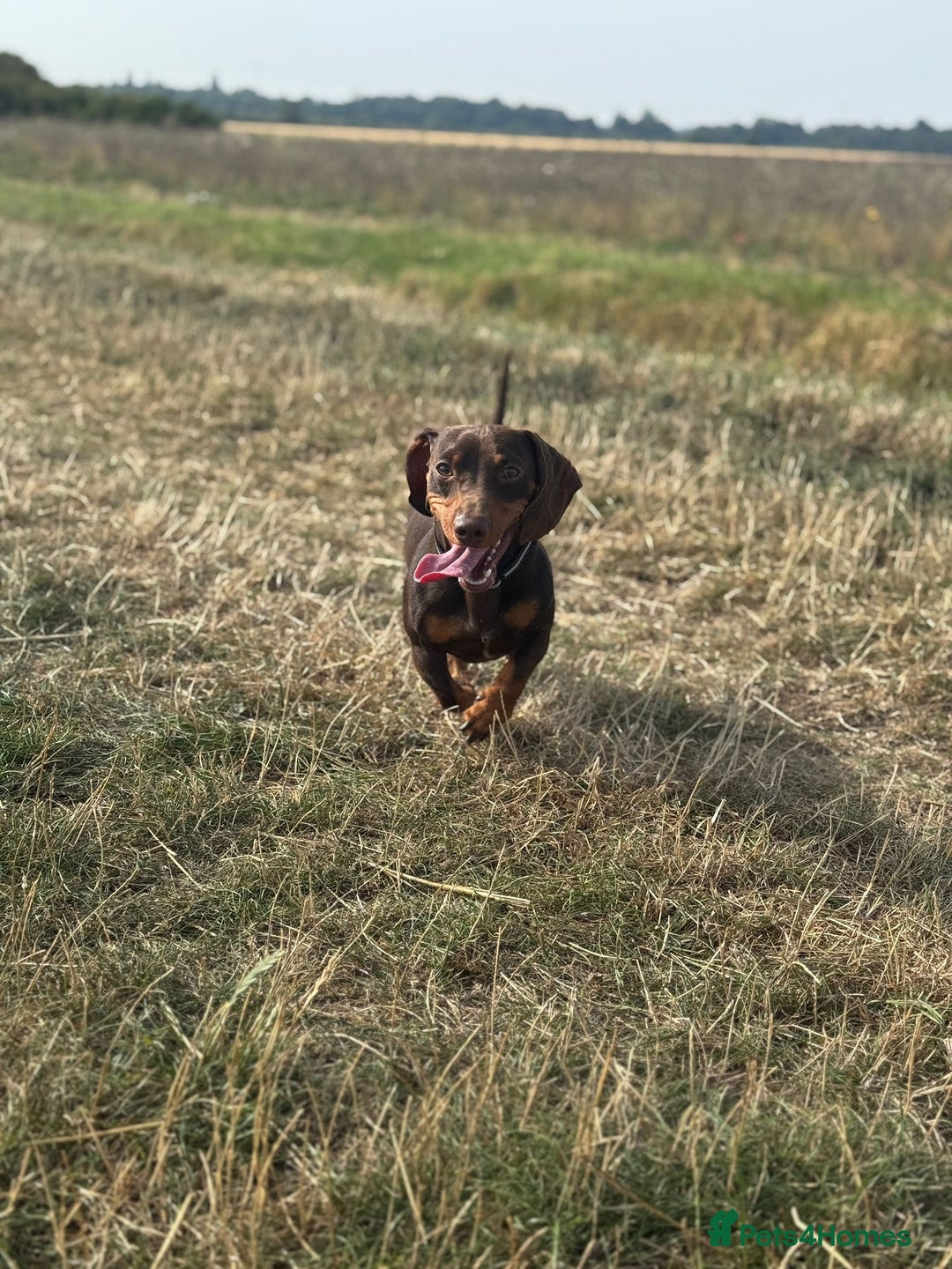 Miniature Dachshund dogs for stud: Miniature Chocolate Dachshund for stud - Image 3