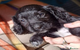 Sprocker dogs for sale: **REDUCED** Beautiful Sprocker pups - Image 3