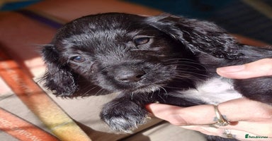 Sprocker dogs - Advert 11