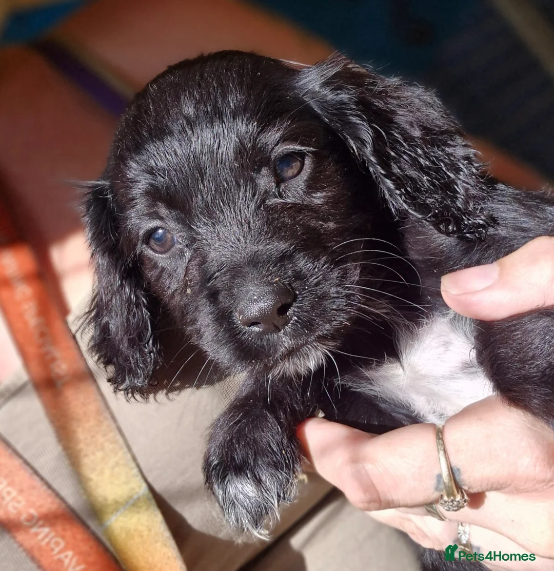 Sprocker dogs for sale: **LAST PUP** Beautiful Sprocker pups - Advert 3