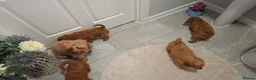 Cavapoo dogs for sale: Stunnng Cavapoo Puppies Ready For Their New Home - Advert 2