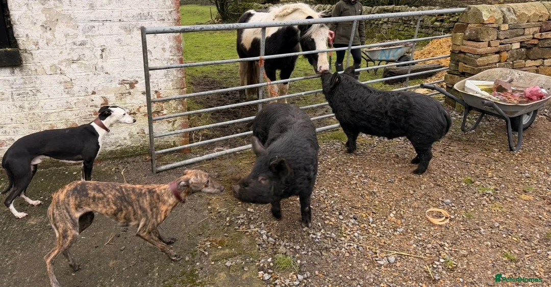 Pig livestock for sale: 2 X Kune Kune Pigs  - Advert 2