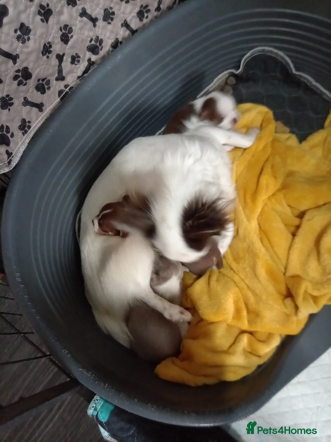 Chihuahua dogs for sale: Chihuahua puppies both reserved now - Advert 12