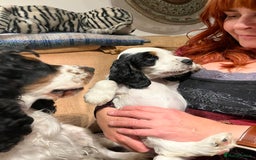 Cocker Spaniel dogs for sale: Show Cocker Spaniels2 - Image 5