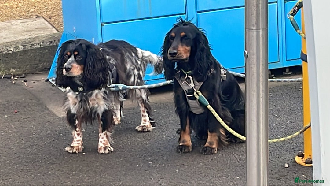 Cocker Spaniel dogs for sale: Beautiful 2 old male cocker spaniel  - Advert 3