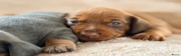 Miniature Dachshund dogs for sale: 🌈 🐾Beautiful Dachshund Rainbow Litter🐾🌈 - Advert 25