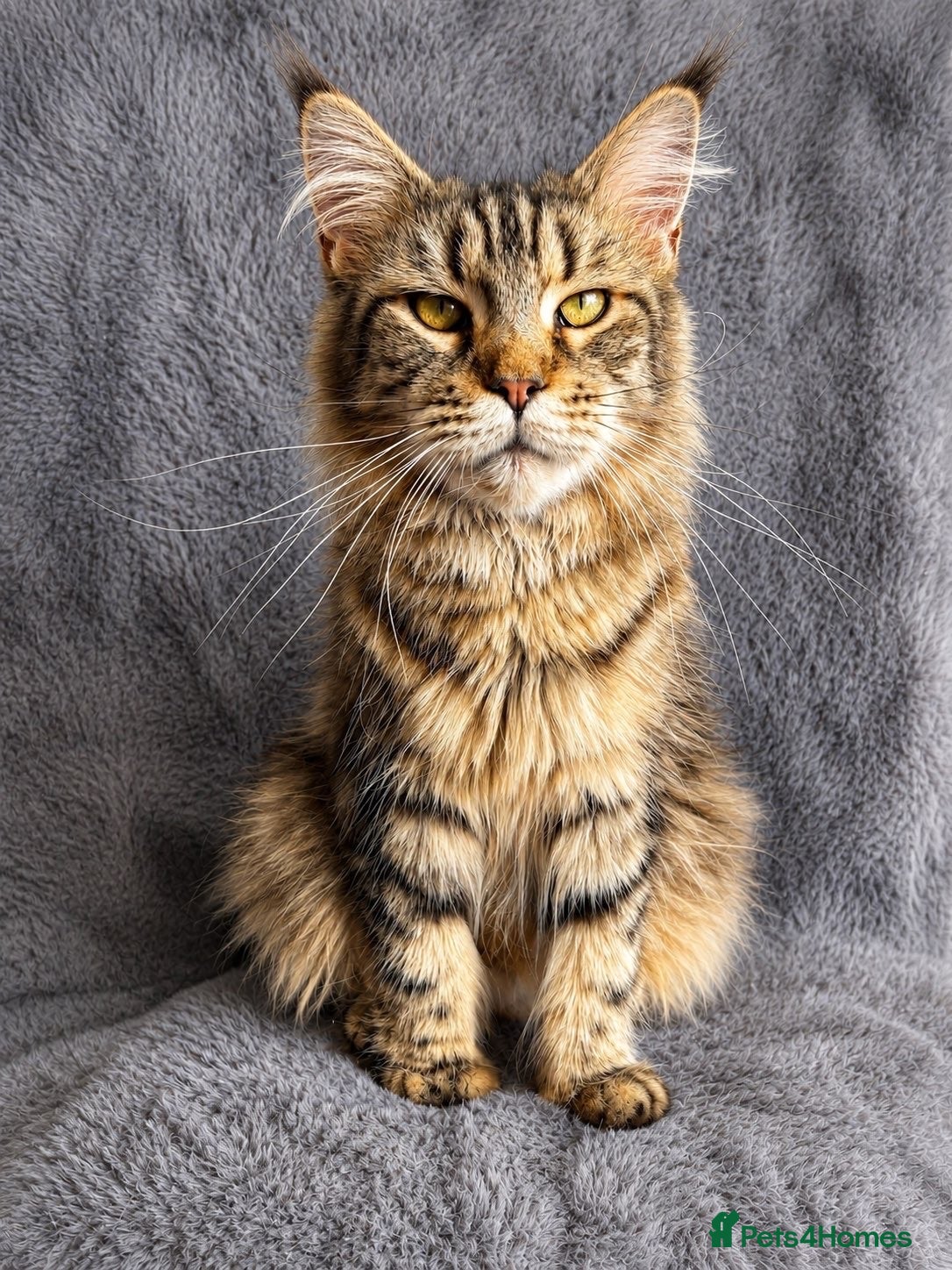 Maine Coon cats Beautiful Pedigree Kittens looking for Loving Home - Advert 3