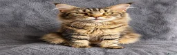 Maine Coon cats for sale: Beautiful Pedigree Kittens looking for Loving Home - Advert 1
