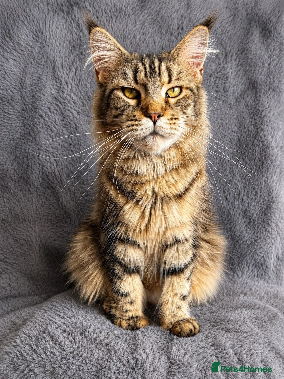 Maine Coon cats for sale: Beautiful Pedigree Kittens looking for Loving Home - Advert 1