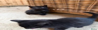 Domestic Shorthair 3