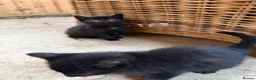 Domestic Shorthair cats for sale: Farm kittens or pets  - Advert 6