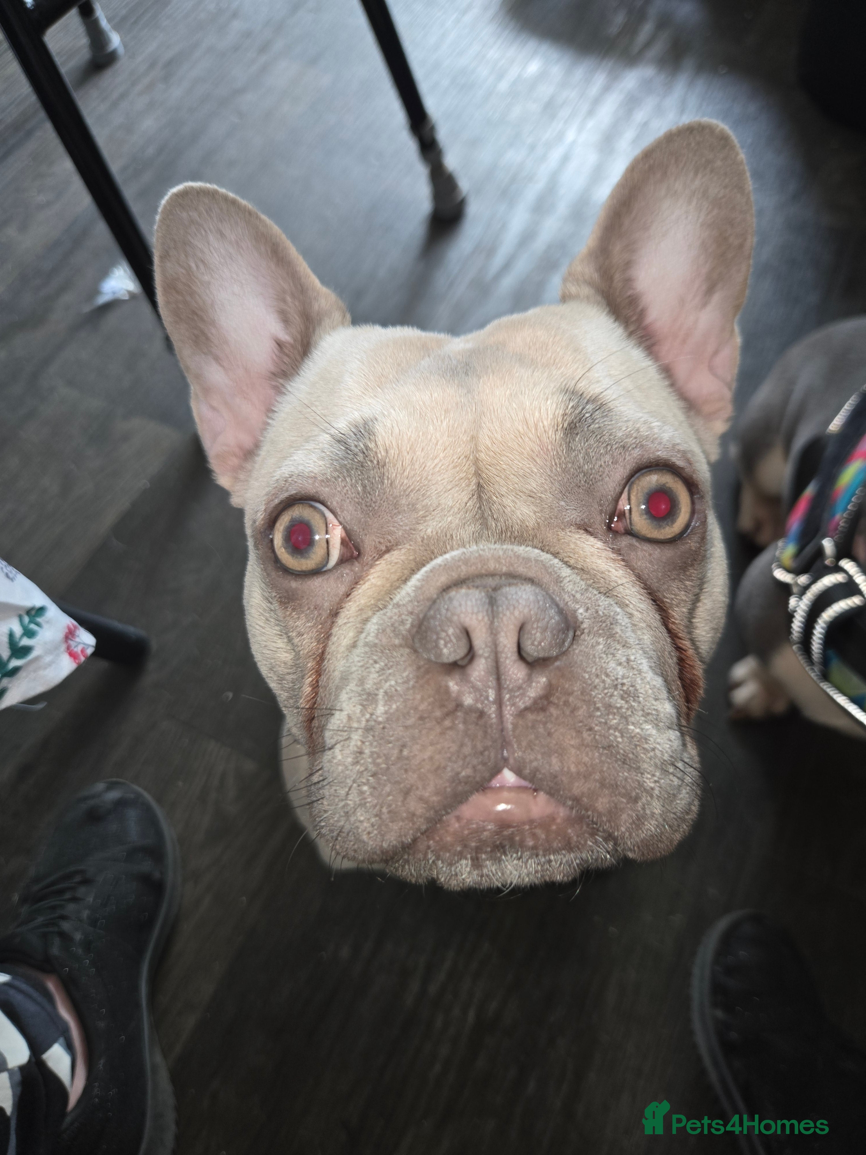 Lulu