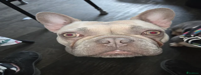 Lulu