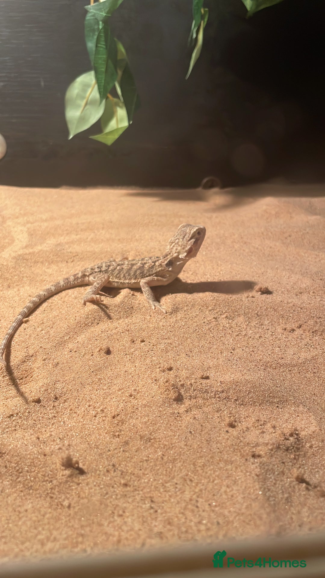 Bearded Dragon reptiles for sale: Young female bearded dragon - Advert 5