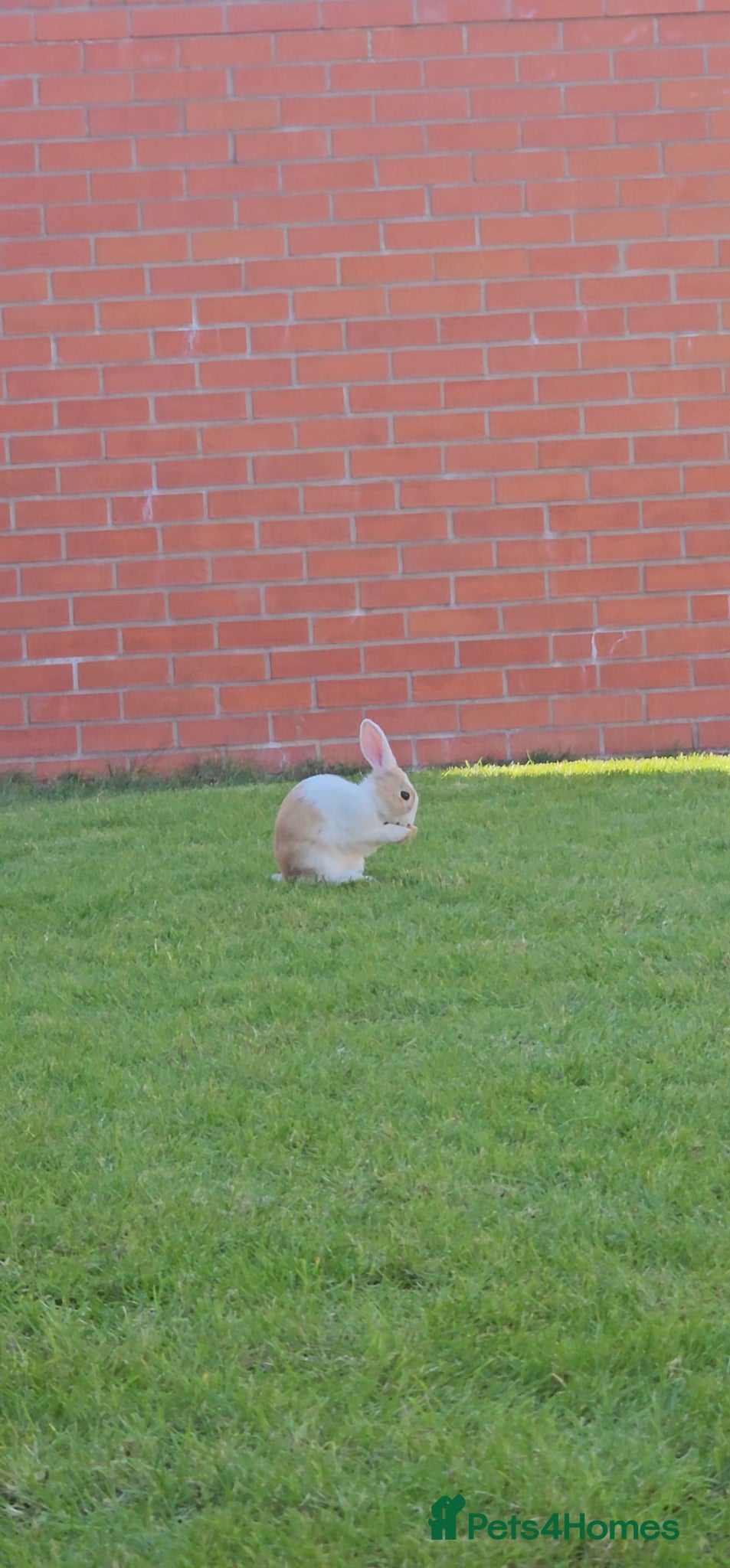 Mixed Breed rabbits Bunnies for sale 8 to 10 months.  - Advert 1
