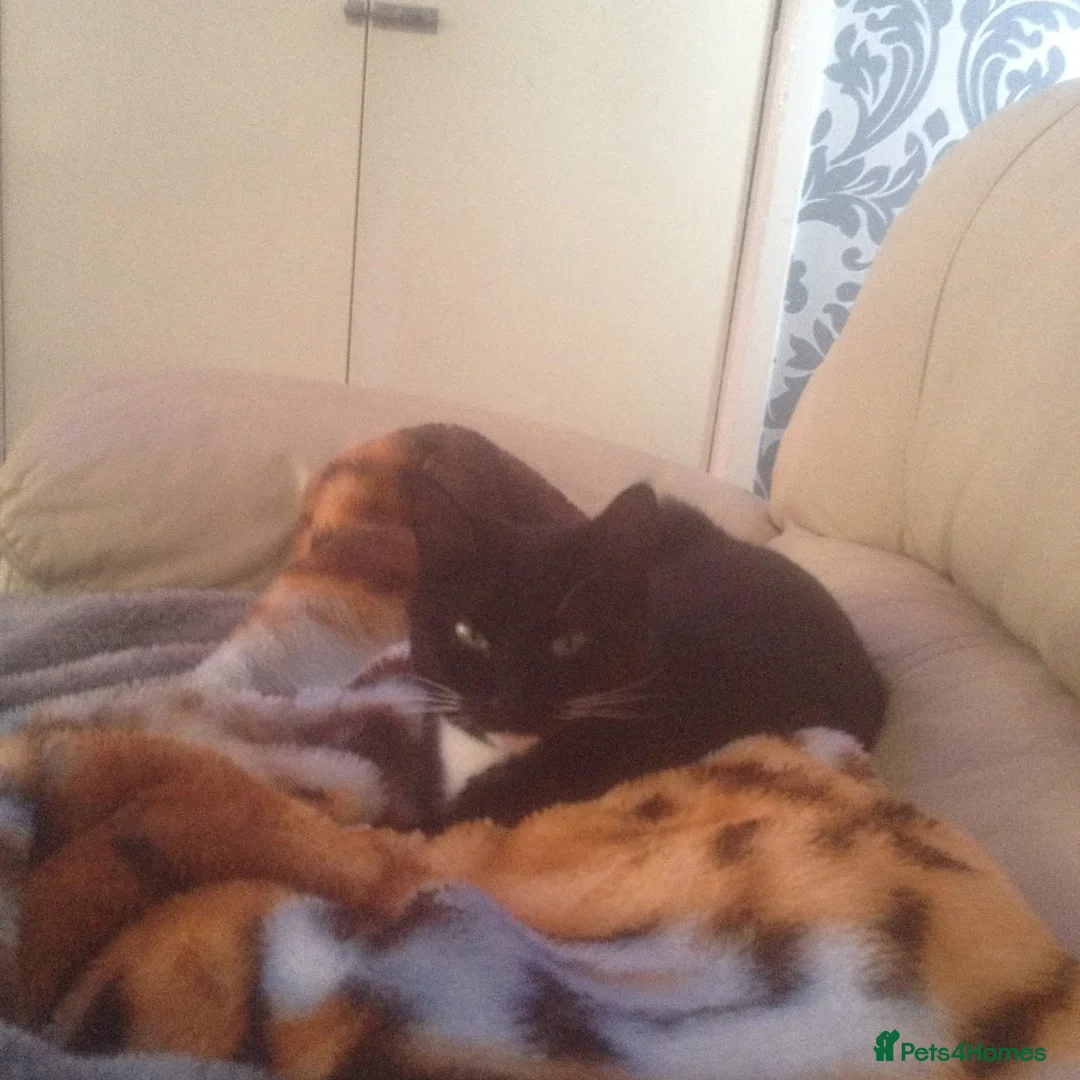 Mixed Breed cats for sale: Female Cats Need Rehoming - Advert 2