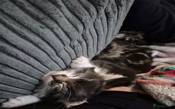 Maine Coon cats for sale: Mainecoon x domestic  - Advert 3