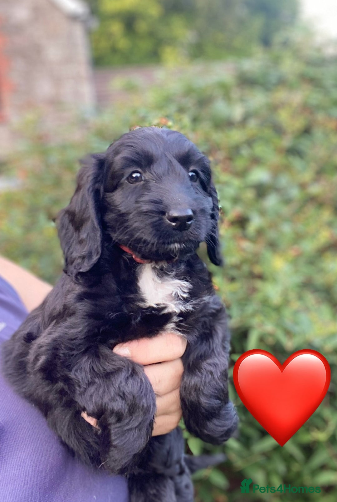 Sproodle dogs for sale: Stunning F1 Sproodle puppies  - Image 11