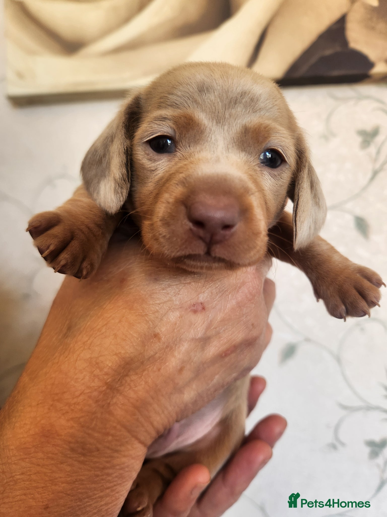 Miniature Dachshund dogs Isabella Miniature dachshund puppies  - Advert 11