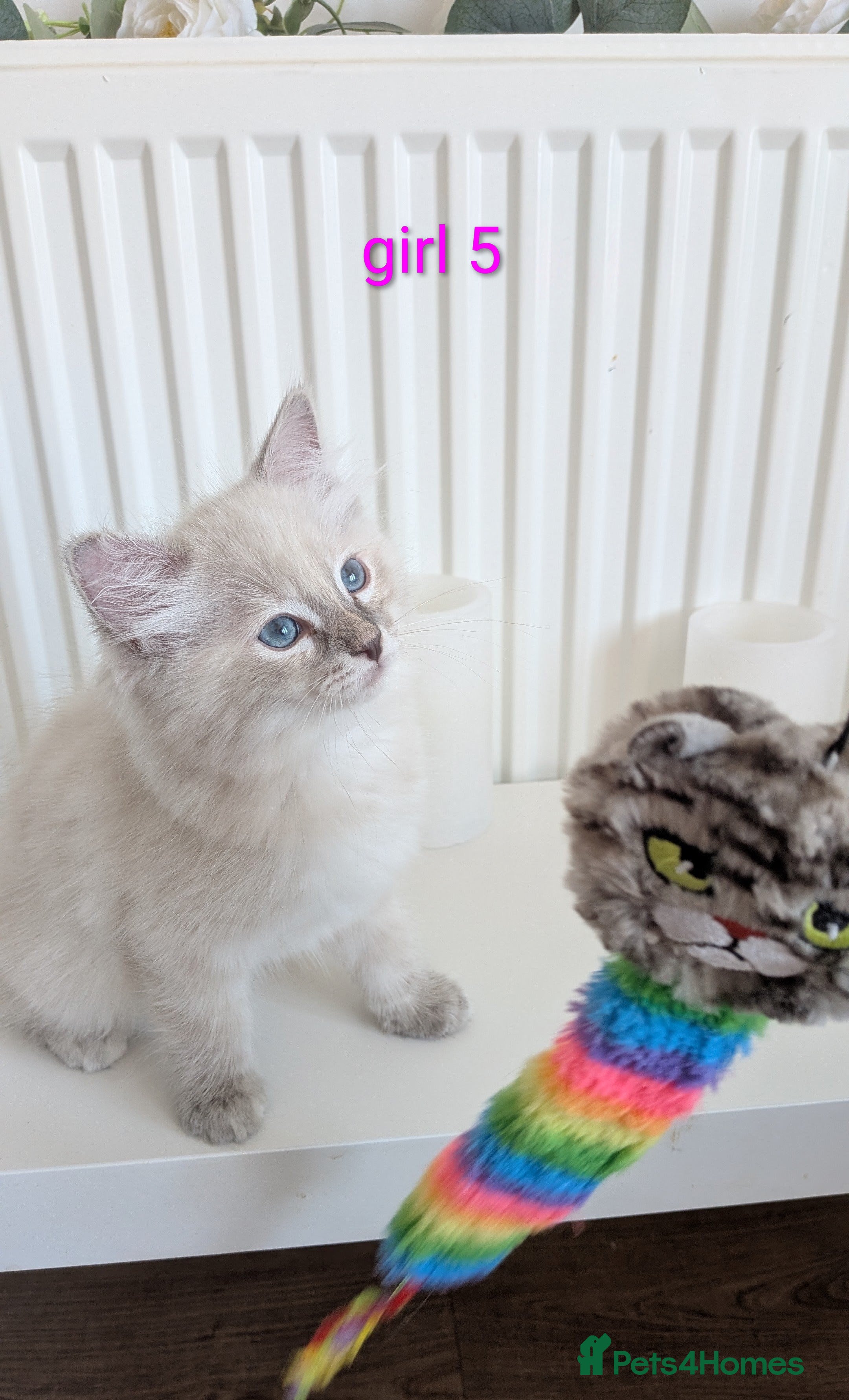 Ragdoll cats 6 beautiful pedigree kittens - Advert 1