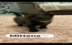 Mixed Breed cats for sale: 7 Beautiful Kittens 🩷💙 - Image 13