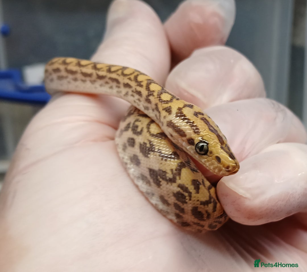 Snake reptiles for sale: Brazilian Rainbow Boa Het T+Albino - Image 2