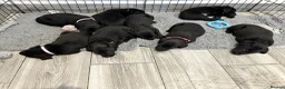 Labrador Retriever dogs for sale: One boy available - 10 weeks old 🐶 - Advert 7