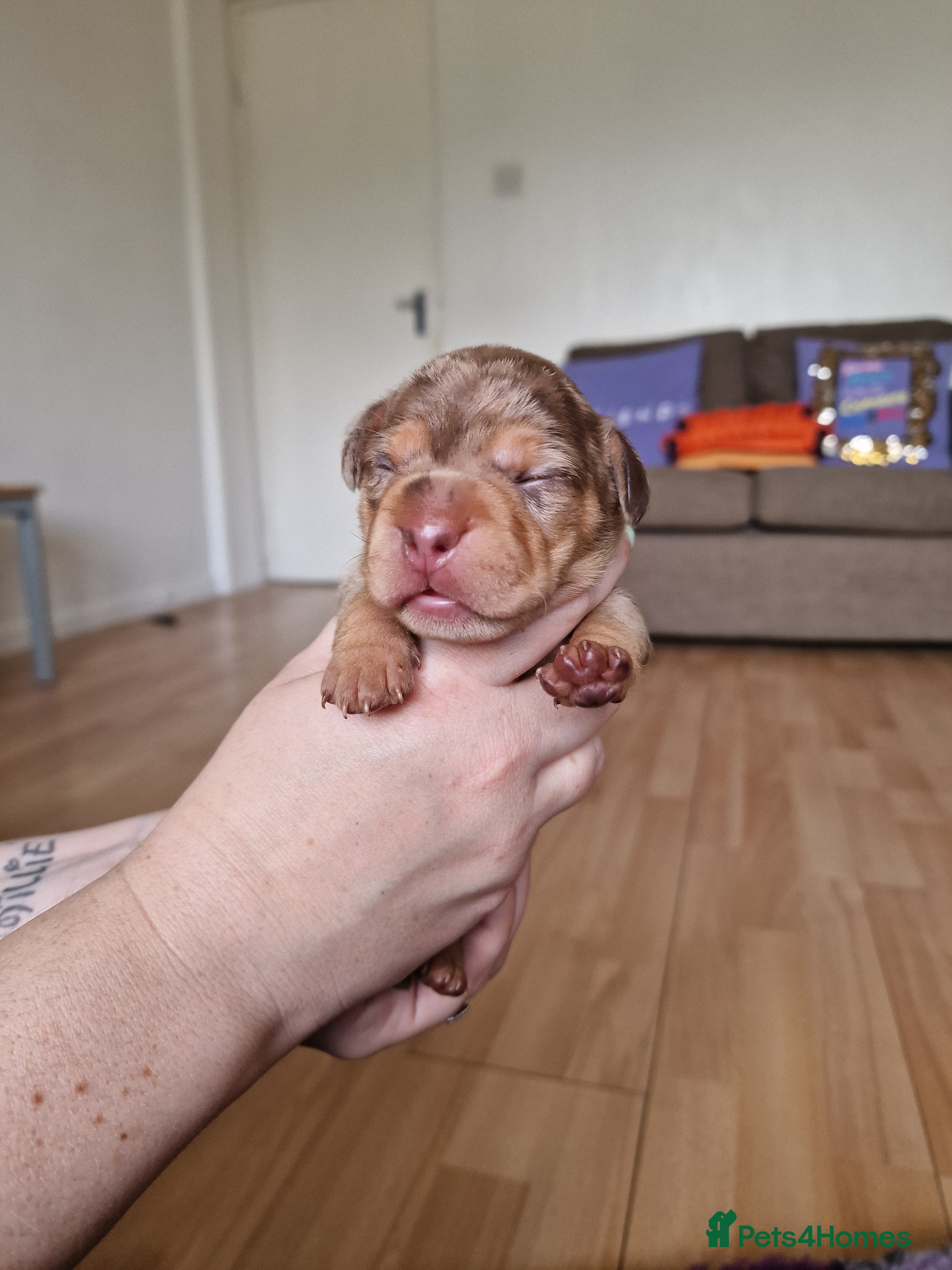 Mixed Breed dogs for sale: French Bulldog x Miniature Dachshund Puppies - Advert 18