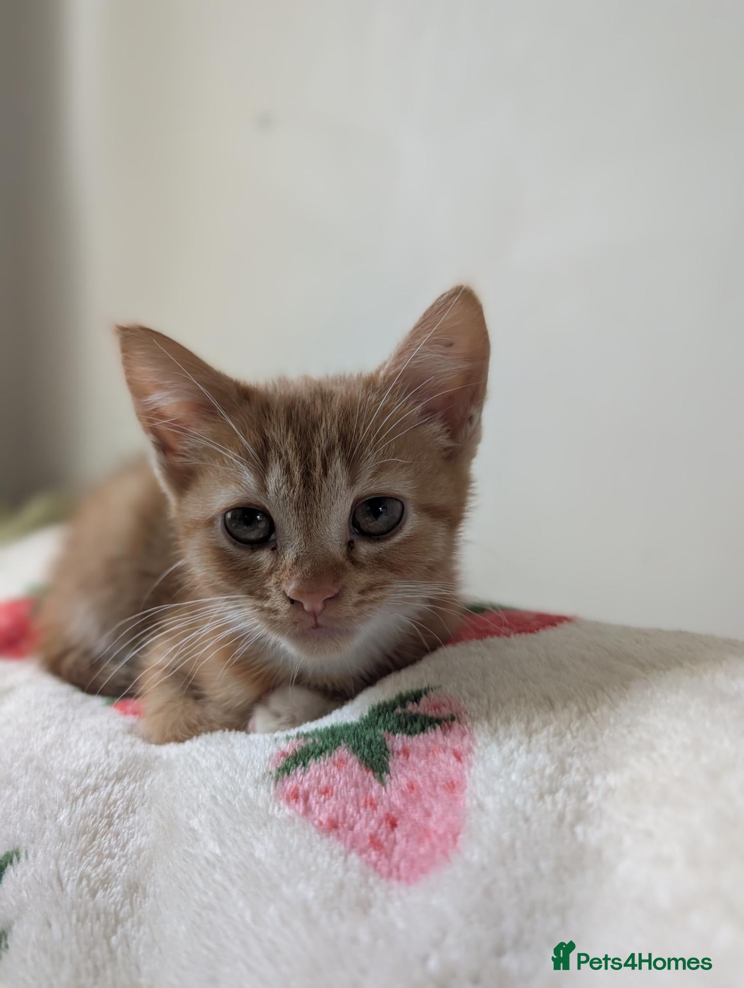 Domestic Shorthair cats Girl ginger kitten for sale  - Advert 2