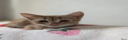 Domestic Shorthair cats for sale: Girl ginger kitten for sale  - Advert 1