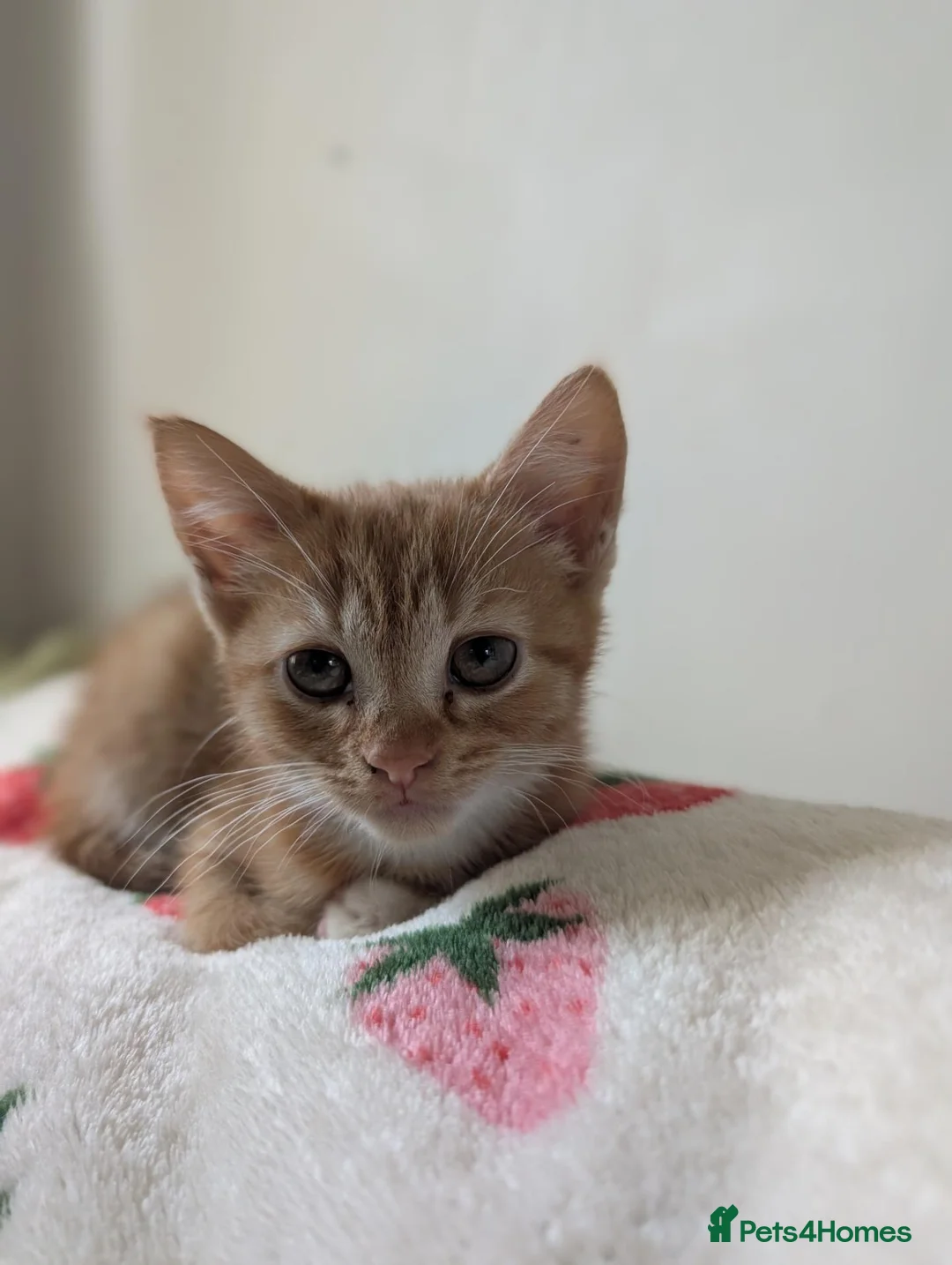 Domestic Shorthair cats for sale: Girl ginger kitten for sale  - Advert 1
