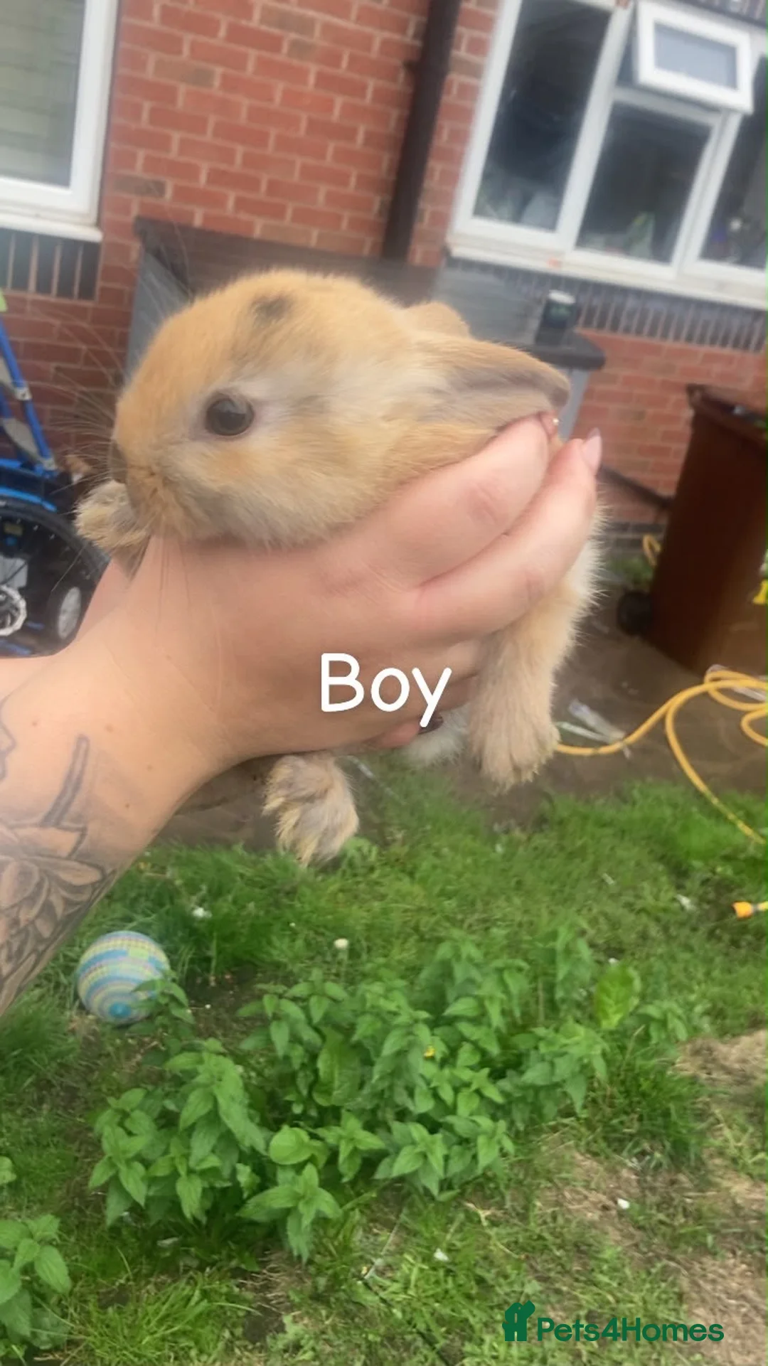 Mini Lop rabbits for sale: Mini lop  - Advert 11