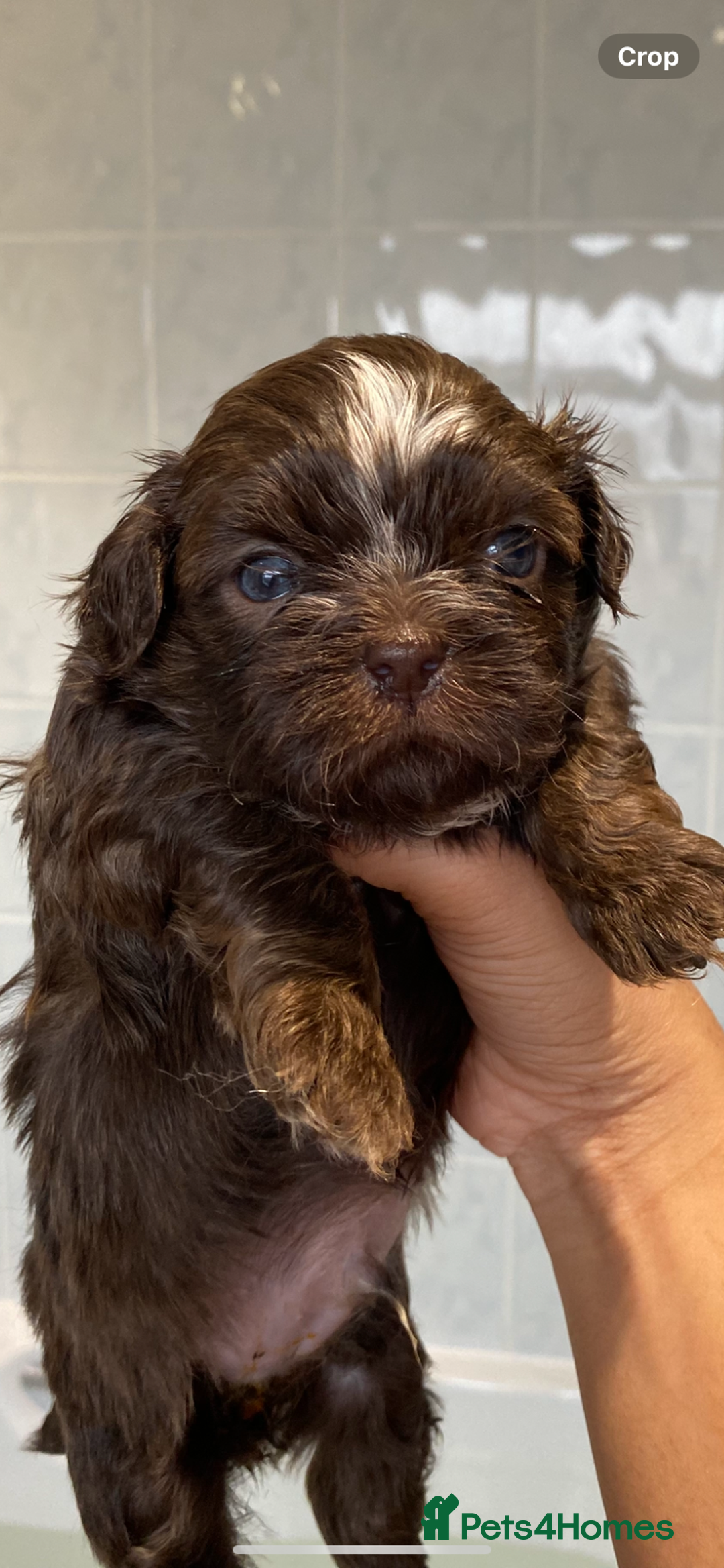 Shih Tzu dogs for sale: 😍 chocolate shihtzu😍 - Advert 2