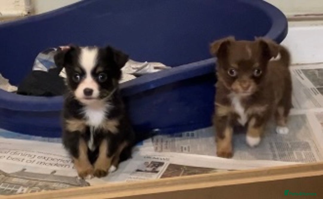 Chihuahua dogs for sale: Chihuahua puppies ready now - Advert 5