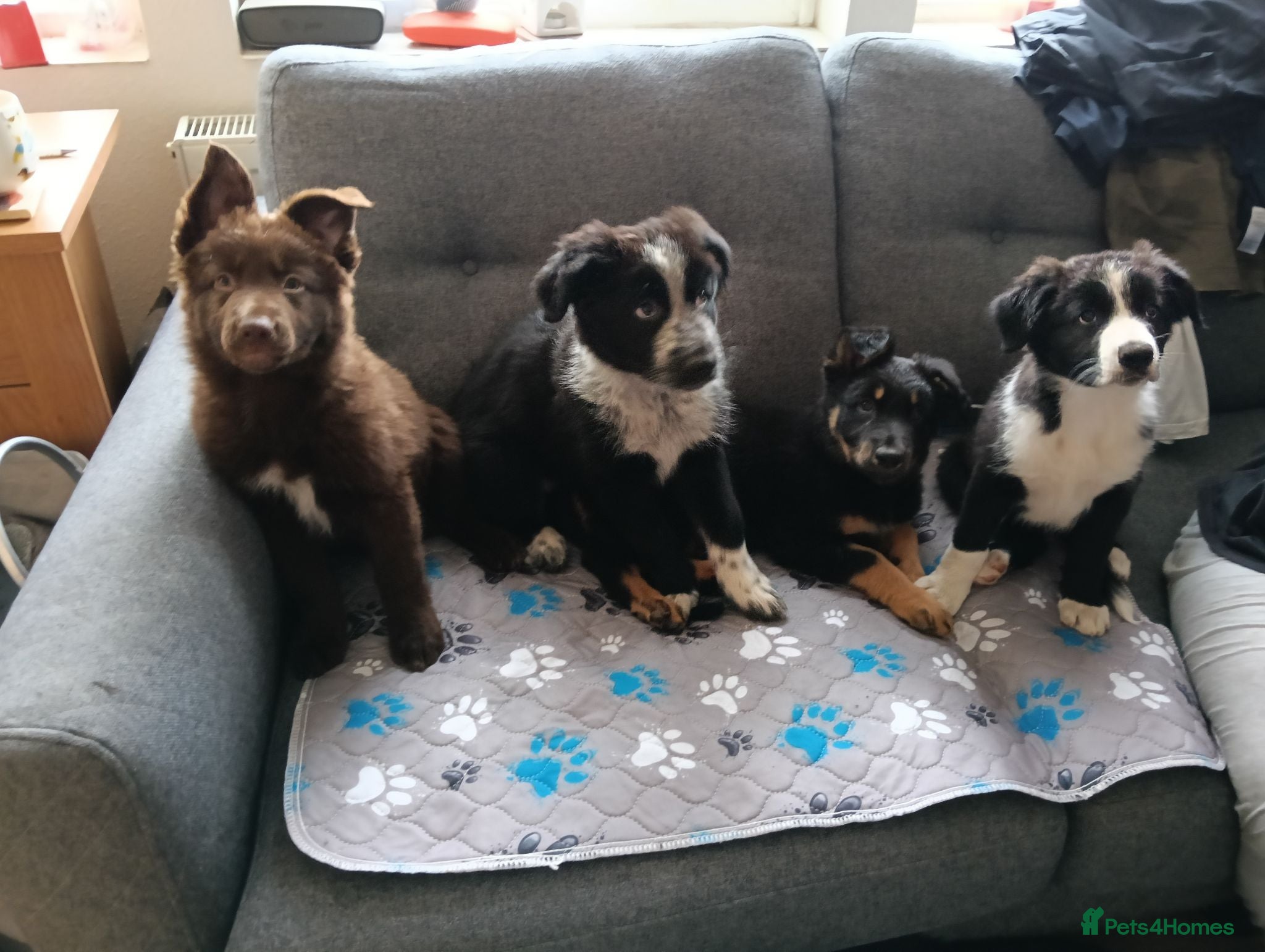Mixed Breed dogs German shepherd cross border collie puppies  - Advert 11