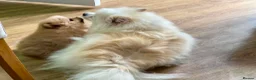 Pomeranian dogs for sale: Fabolous pomeranian female puppy - Advert 3