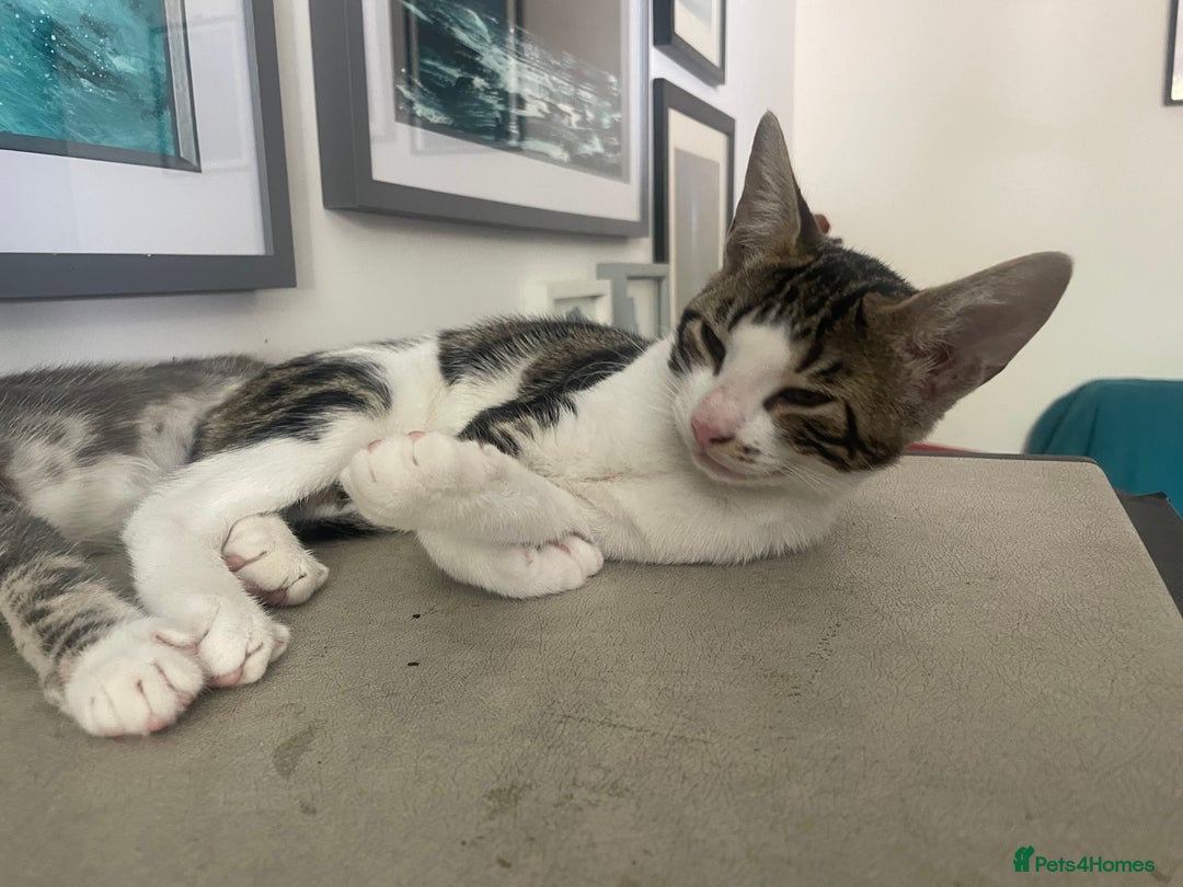 Bengal cats for sale: Gorgeous Half Bengal Female - Image 11