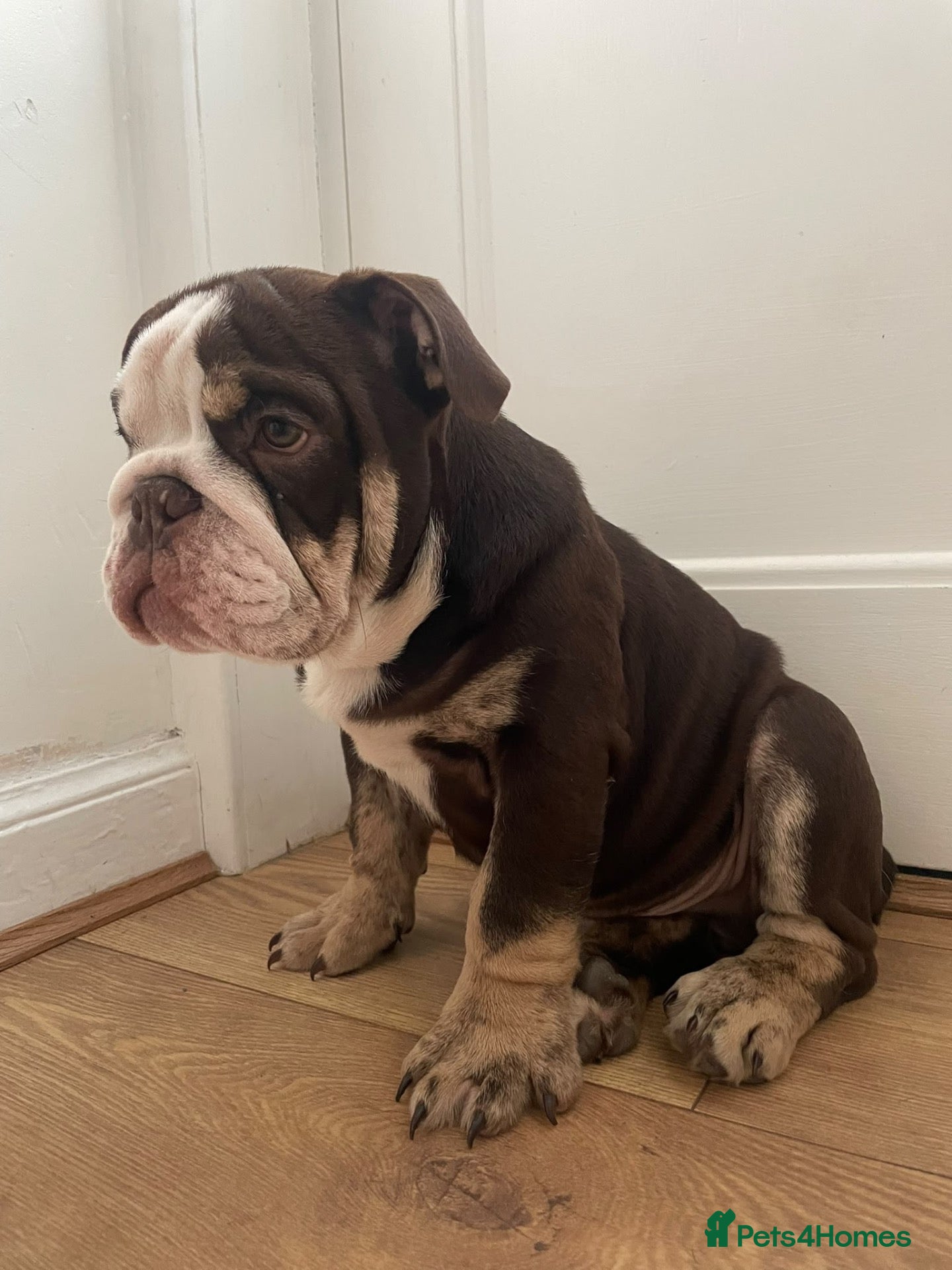 English Bulldog dogs 🌟 Quality English Bulldog Puppies ⭐️  - Advert 15