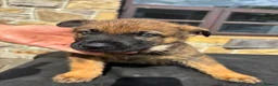 German Shepherd dogs for sale: German Shepherd puppies for sale - Advert 4