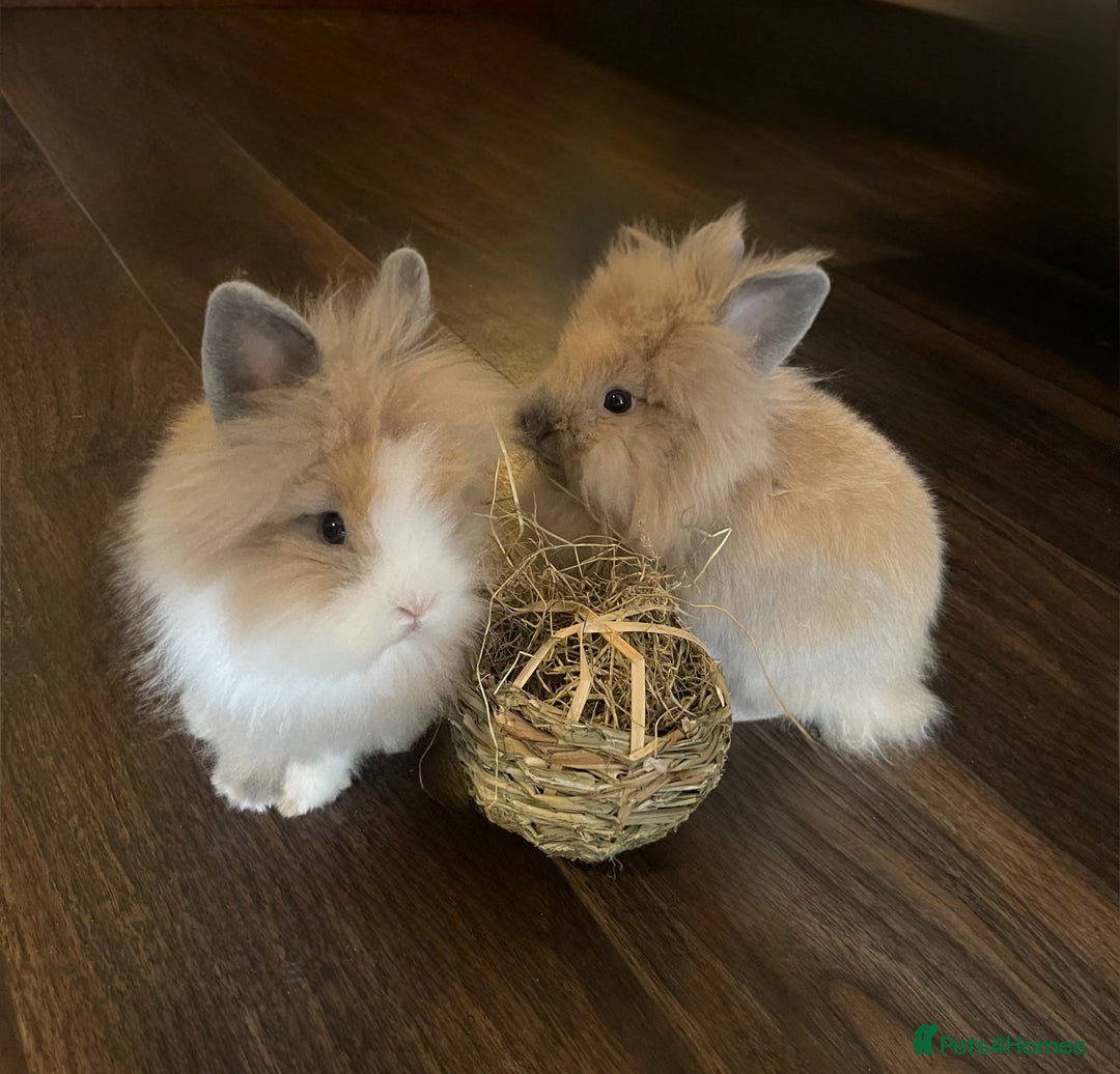Lionhead rabbits for sale: 2 Female Lionhead Rabbits  - Image 1