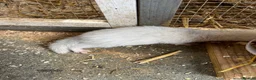 Ferret rodents for sale: Ferrets hobs and jills  in Derby - Advert 5