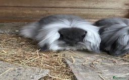 Mini Lion Lop rabbits for sale: 2 Mini Lion Lop Babies - Image 11