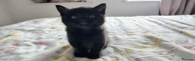 Mixed Breed Kitten 3