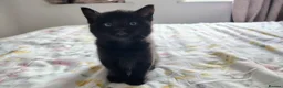 Mixed Breed cats for sale: Beautiful Domestic Shorthair Kittens Ready Soon - Advert 5