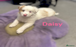 Australian Shepherd dogs for sale: Rare merle Australian shepherd puppy - Image 3