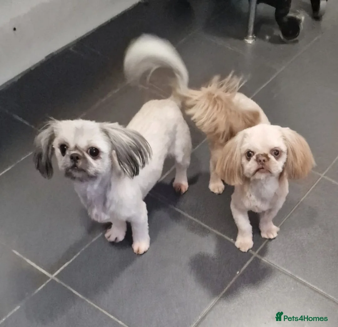 Shih Tzu dogs for sale: Imperial shih-tzu (karashishi) - Advert 2