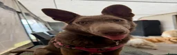 German Shepherd dogs for sale: Isabella German Shepherd  in Paignton - Advert 5