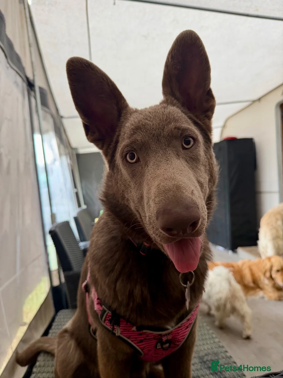 German Shepherd dogs for sale: Isabella German Shepherd  in Paignton - Advert 5