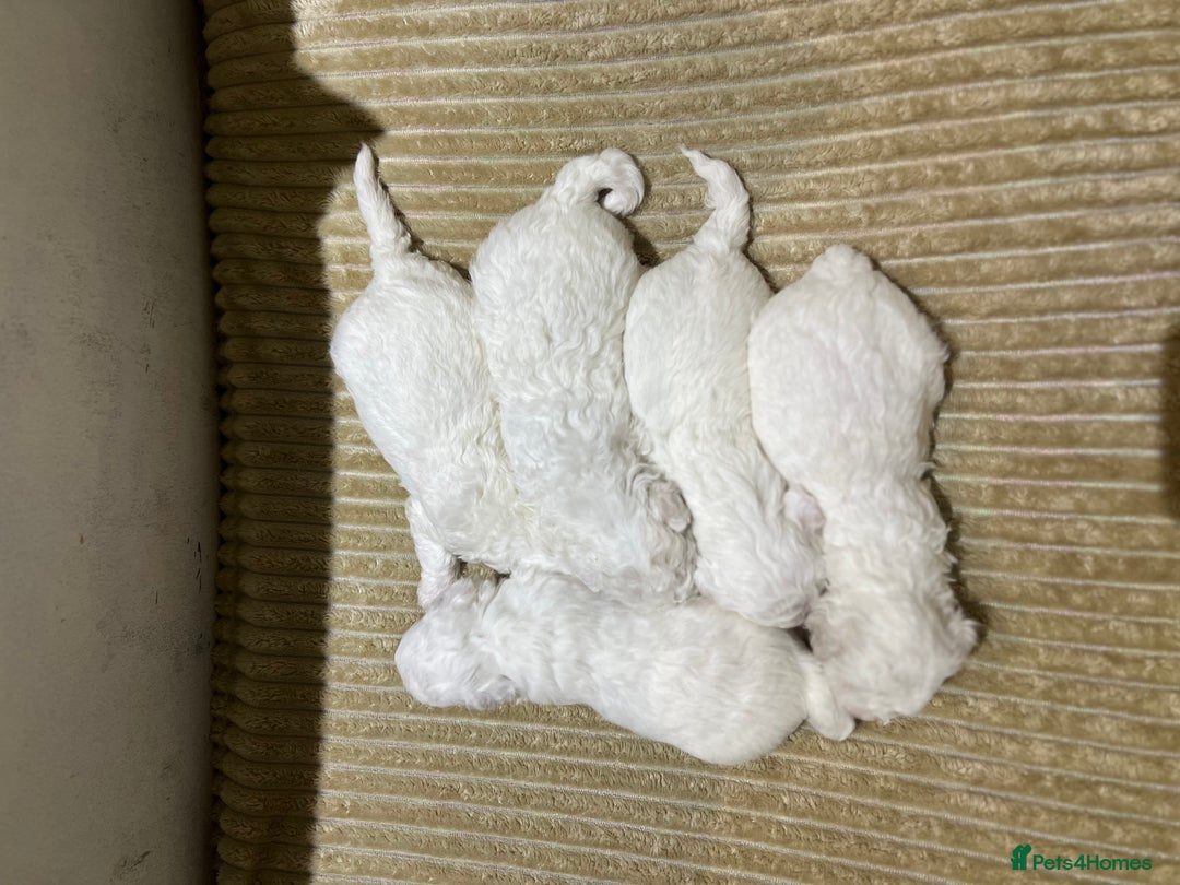 Bichon Frise dogs for sale: Pure Bichon Frise - Image 15