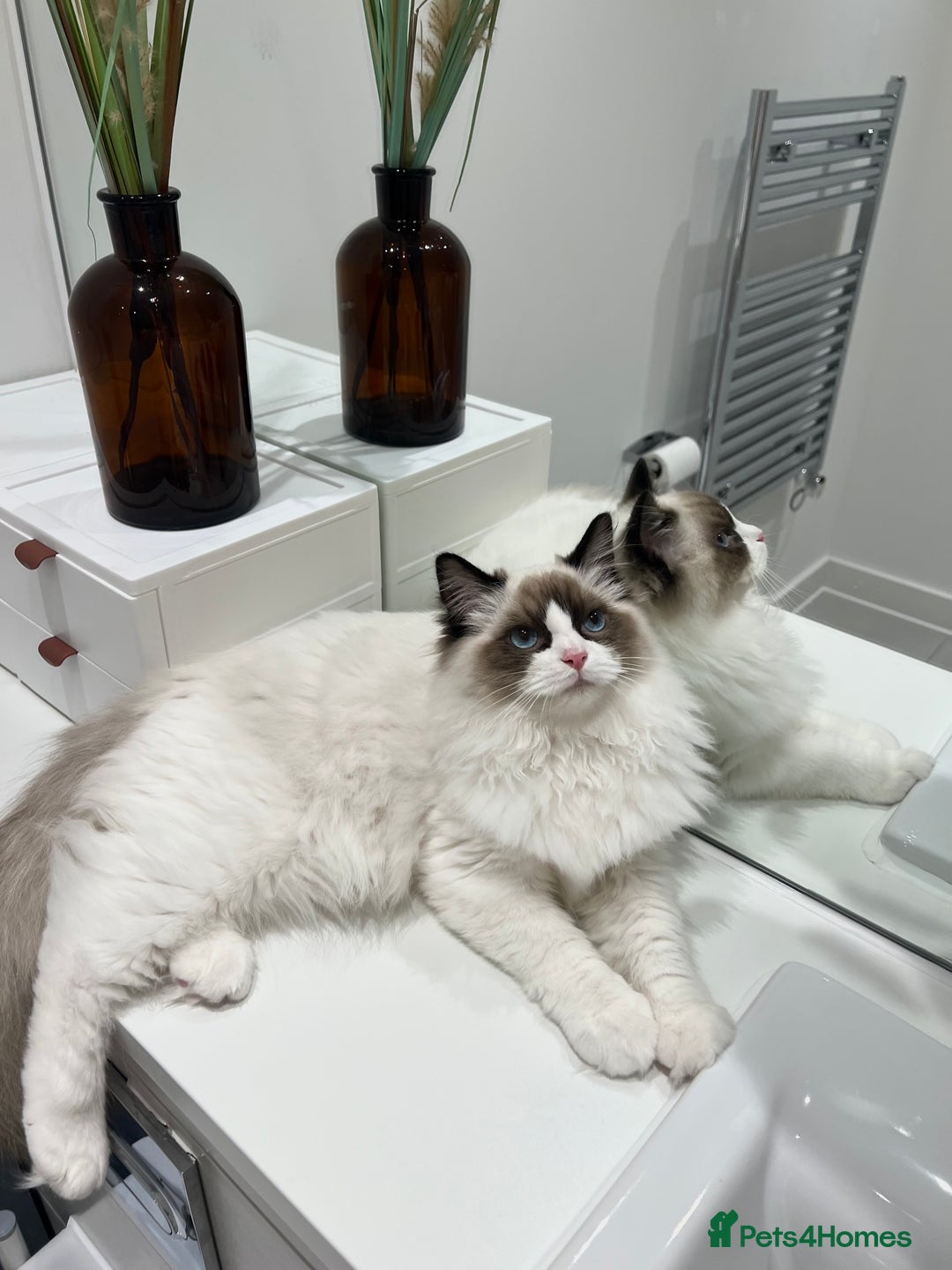 Ragdoll cats for sale: RARE TICA ENTIRE MALE SEAL POINT BICOL CHAMP BLOOD - Image 4